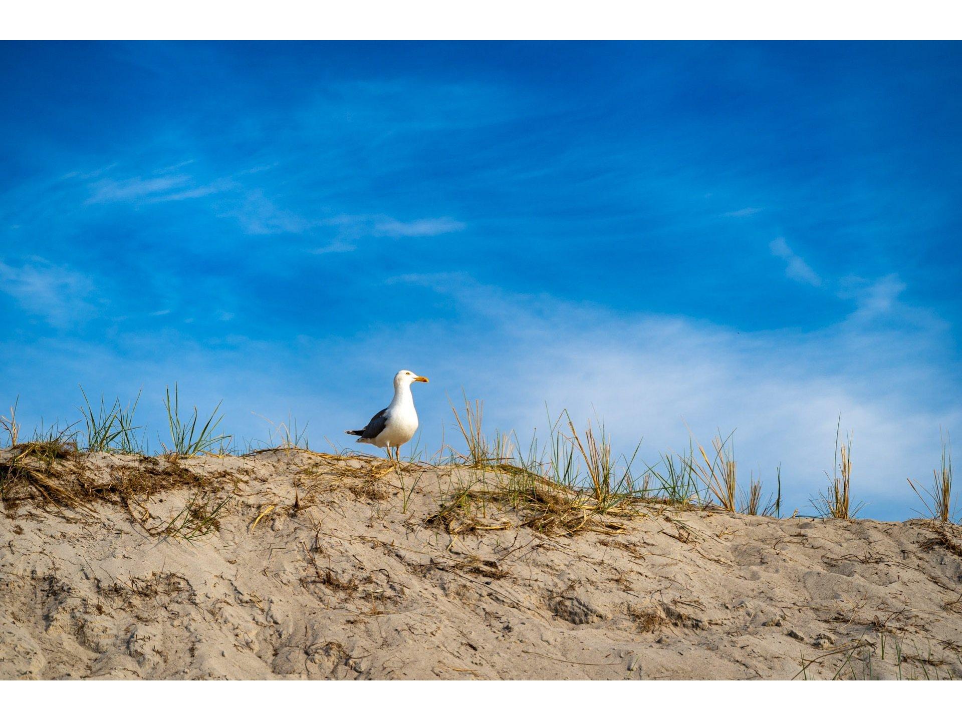 FeWo "Glück" - Strandhaus Düne 19 Foto 18