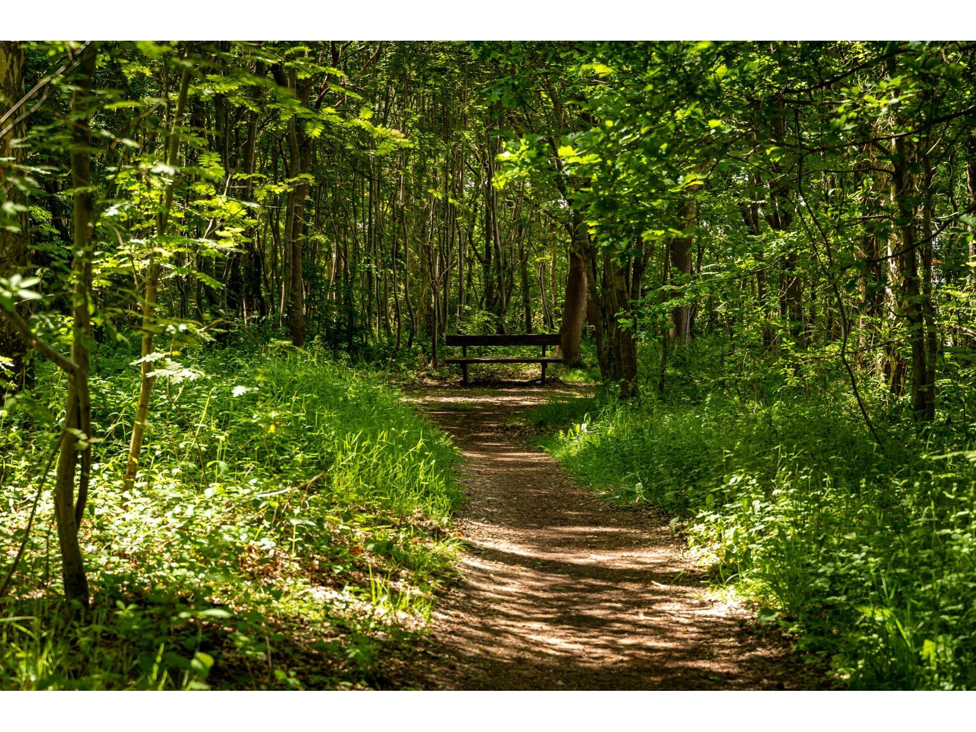 FeWo "Glück" - Strandhaus Düne 19 Foto 19